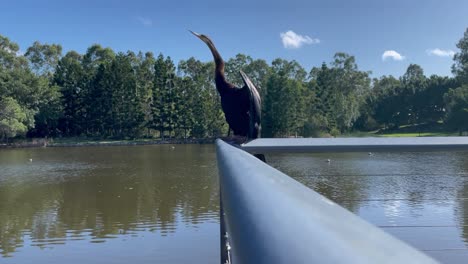 4k video of an australian native bird the australian darter having a rest near a manmade lake in australia