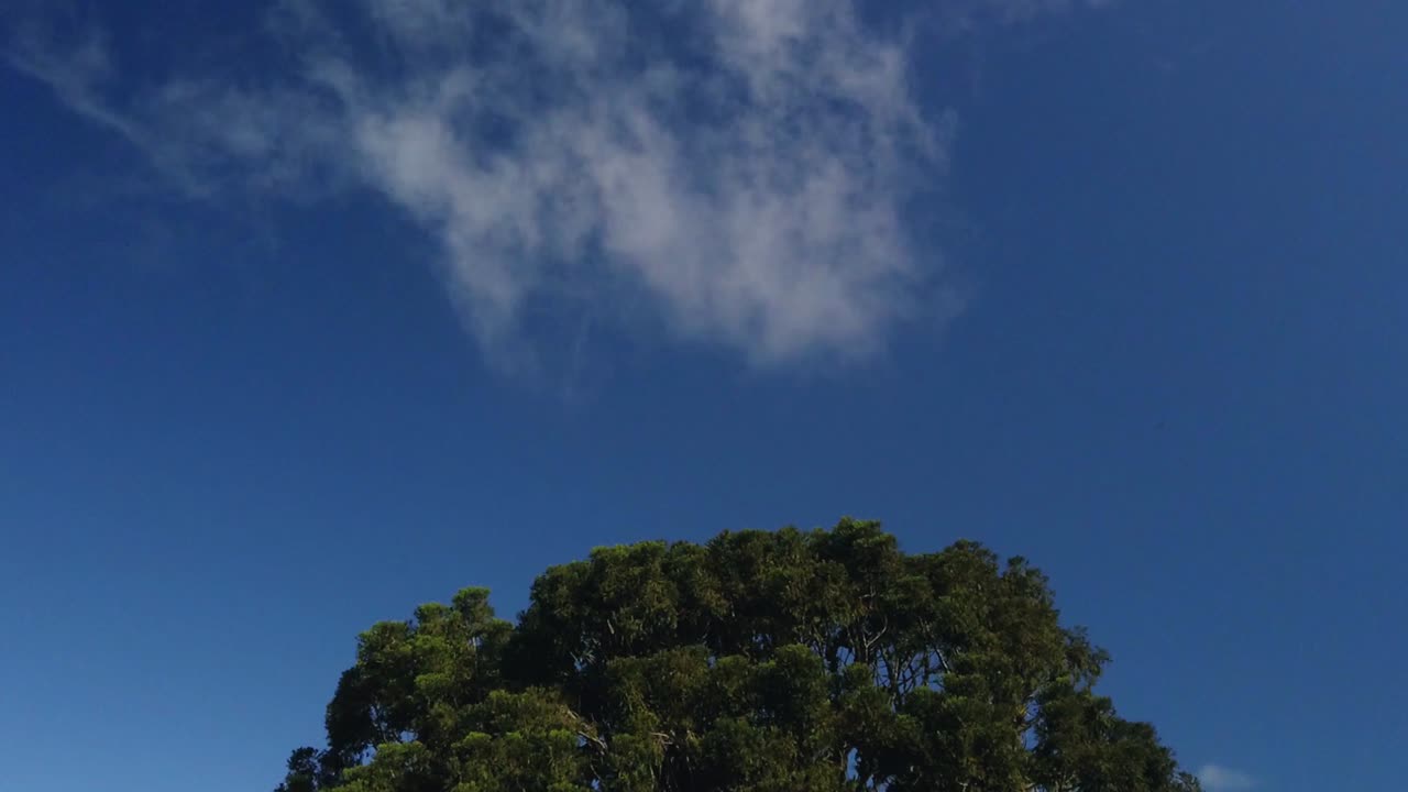 지나가는 나무와 구름의 일반 샷