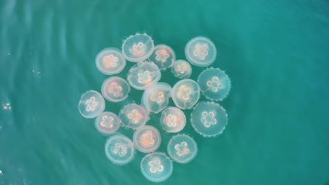 a group of jellyfish swimming in the ocean