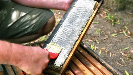 beekeeper extracting honey from honeycomb in apiary