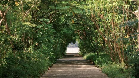 Green-tunnel-revealed-between-dense-vegetation-of-trees-and-bush-while-a-person-walks-ath-the-end-og-the-sidewalk-in-a-public-park-in-Panama-City's-Amador-Causeway-during-a-sunny-summer-day