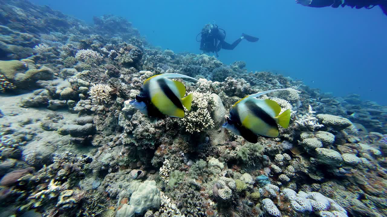 Underwater Scene with Divers and Butterflyfish