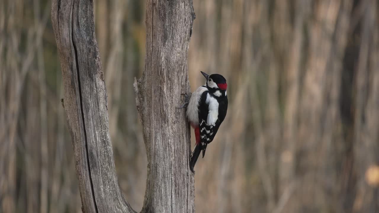 gran pájaro carpintero manchado en un tronco de árbol