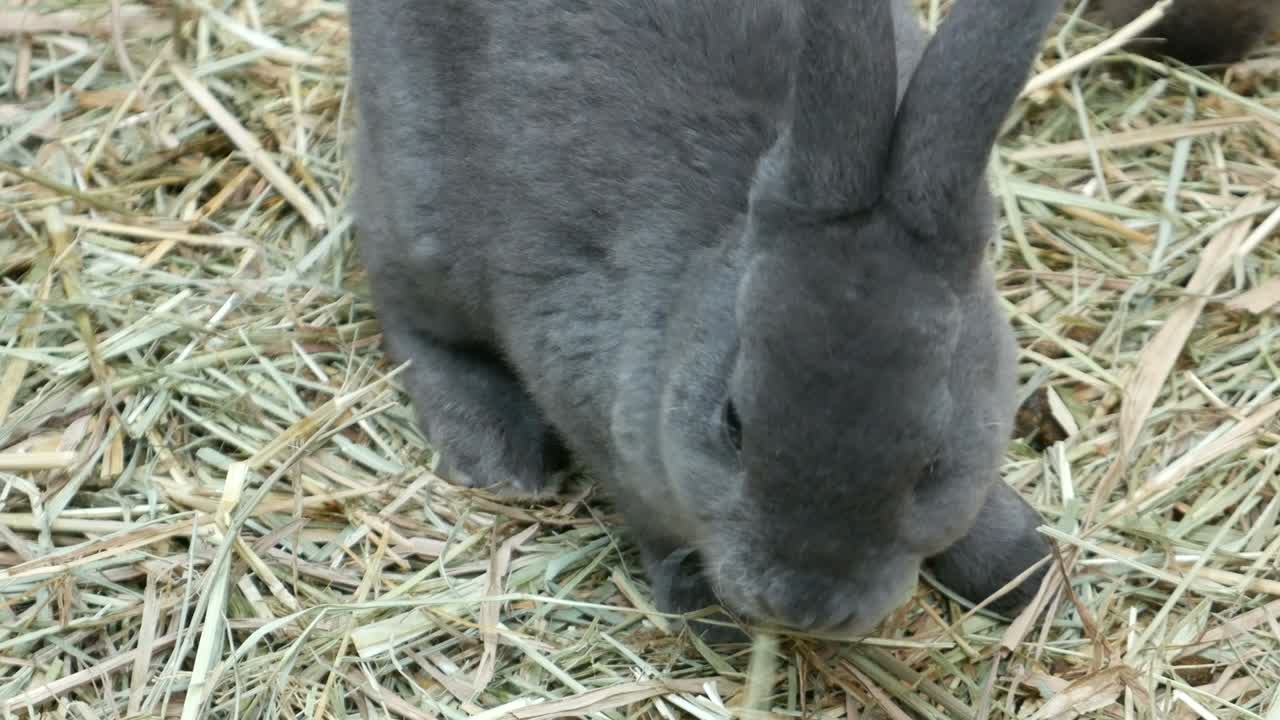 귀여운 털이 있는 토끼
