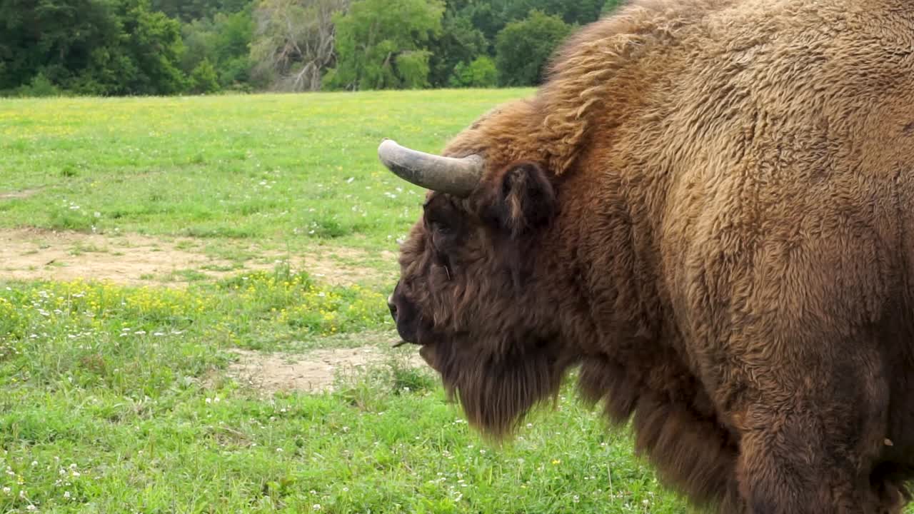 닫기 - 국립 공원에서 풀을 먹는 야생 버팔로