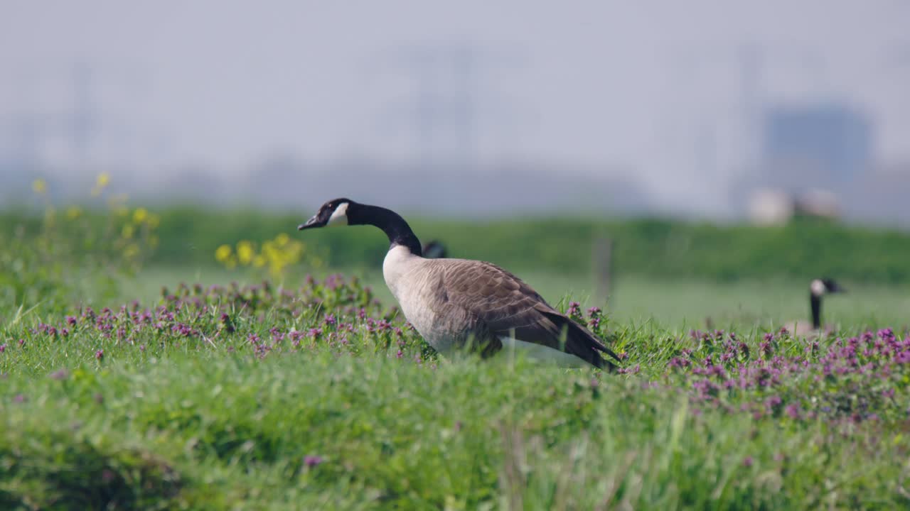 따개비 거위, branta leucopsis, 풀을 뜯다, 먹이를 주는 것