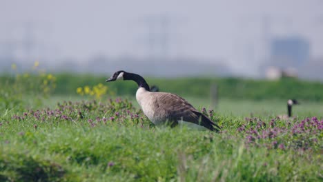 Ganso-Percebe,-Branta-Leucopsis,-Pastar-Sobre-Un-Campo,-Alimentación