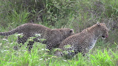 a leopard and cub interaction with allo grooming and hissing