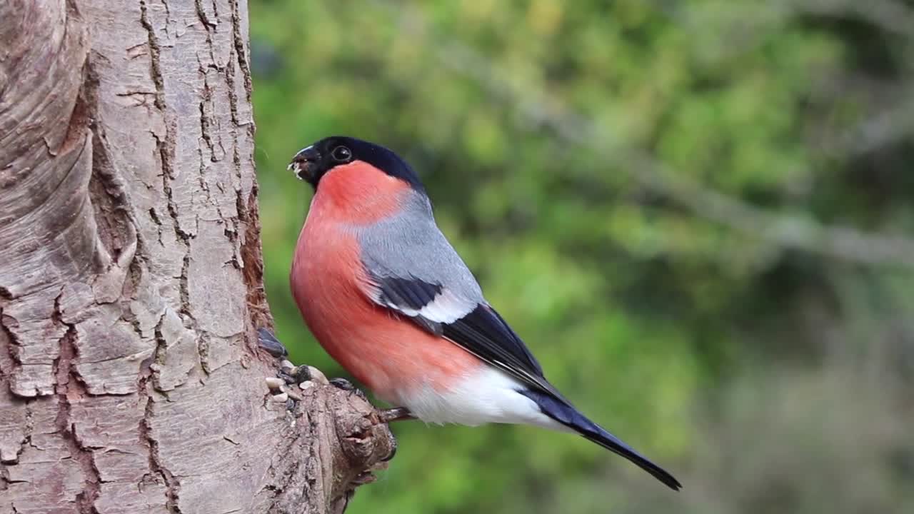 A striking male bullfinch perches calmly amidst natural surroundings, its vivid red chest and sleek black cap glowing against soft greenery