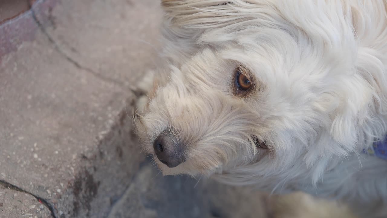 Close-up of a Fluffy White Dog