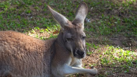 kangaroo resting on the grass