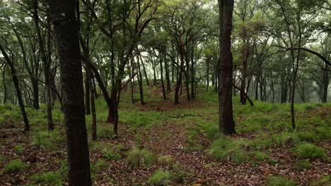 Aerial view of foggy forest and woman collecting mushrooms
