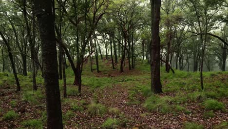 vista aérea de un bosque brumoso y una mujer recogiendo hongos