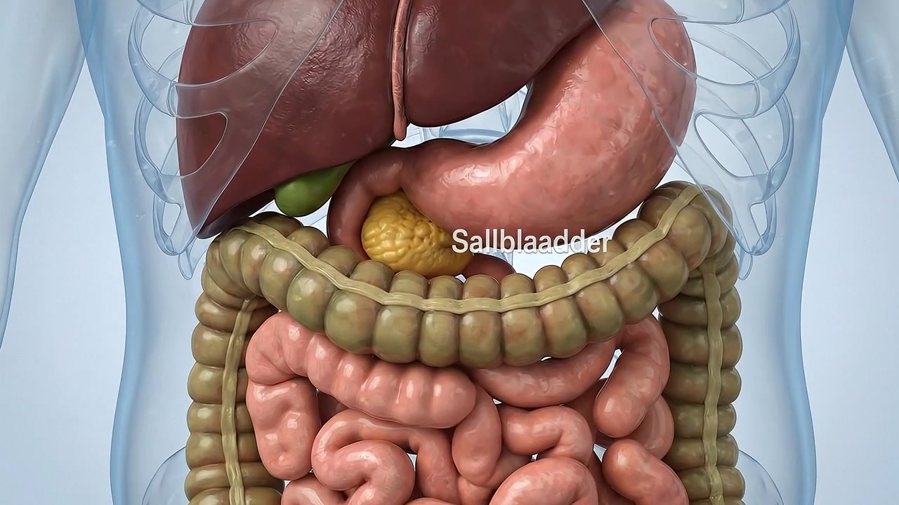 3D Medical Animation of Human Digestive System Anatomy