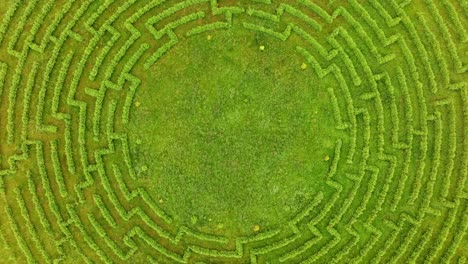 top-down aerial view spinning over evergreen maze in latvian landscape