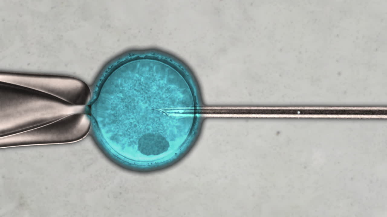 Animation of simulated microscope footage of ICSI procedure injecting sperm into egg