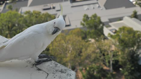 movimiento lento de pájaro cacao sentado en la cornisa del balcón con vistas al área del hotel y mirando a la cámara, rasca la cabeza, mientras el viento arruina las plumas