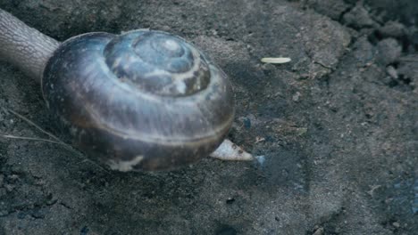 Schnecke-Bewegt-Sich-über-Stein-In-Nahaufnahme-Von-Oben-Gesehen