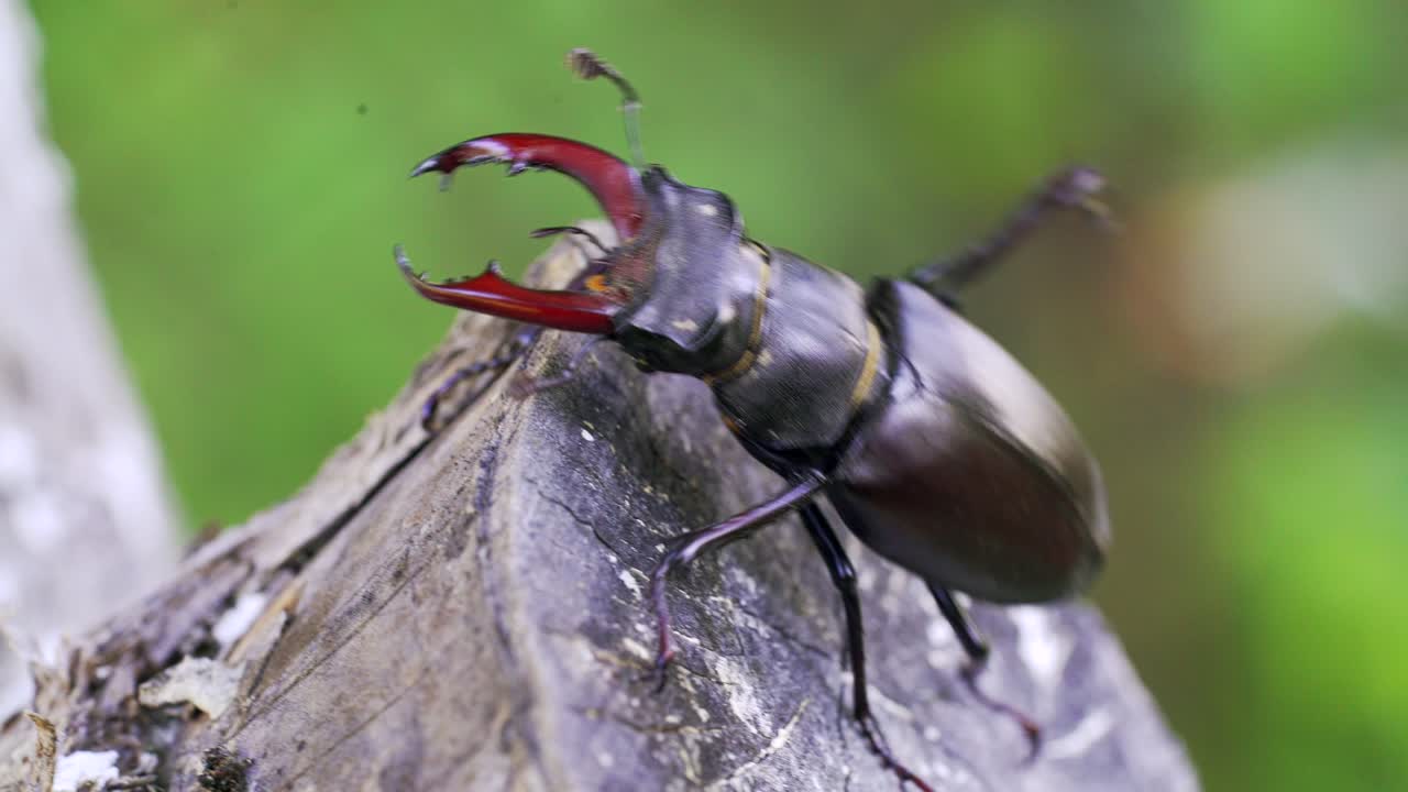 Stag Beetle (Lucanus cervus). Insect stag beetle on the old tree. Fighting beetle
