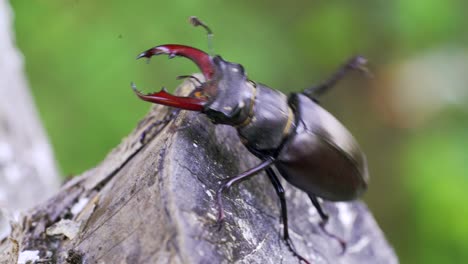 Stag Beetle (Lucanus cervus). Insect stag beetle on the old tree. Fighting beetle