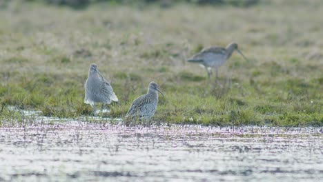 A-few-curlew-birds-resting-near-water-puddle-flooded-wetland-during-migration