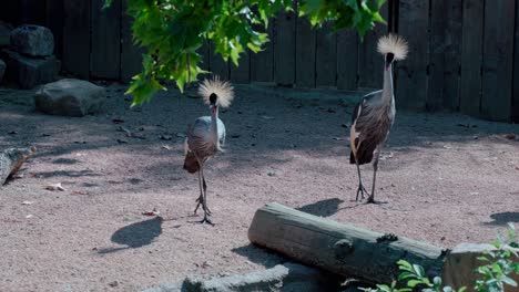 las grullas coronadas grises balearica regulorum en el corral del santuario