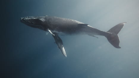 Full-body-view-of-Humpback-whale-pumping-fluke-navigating-the-deep-empty-ocean