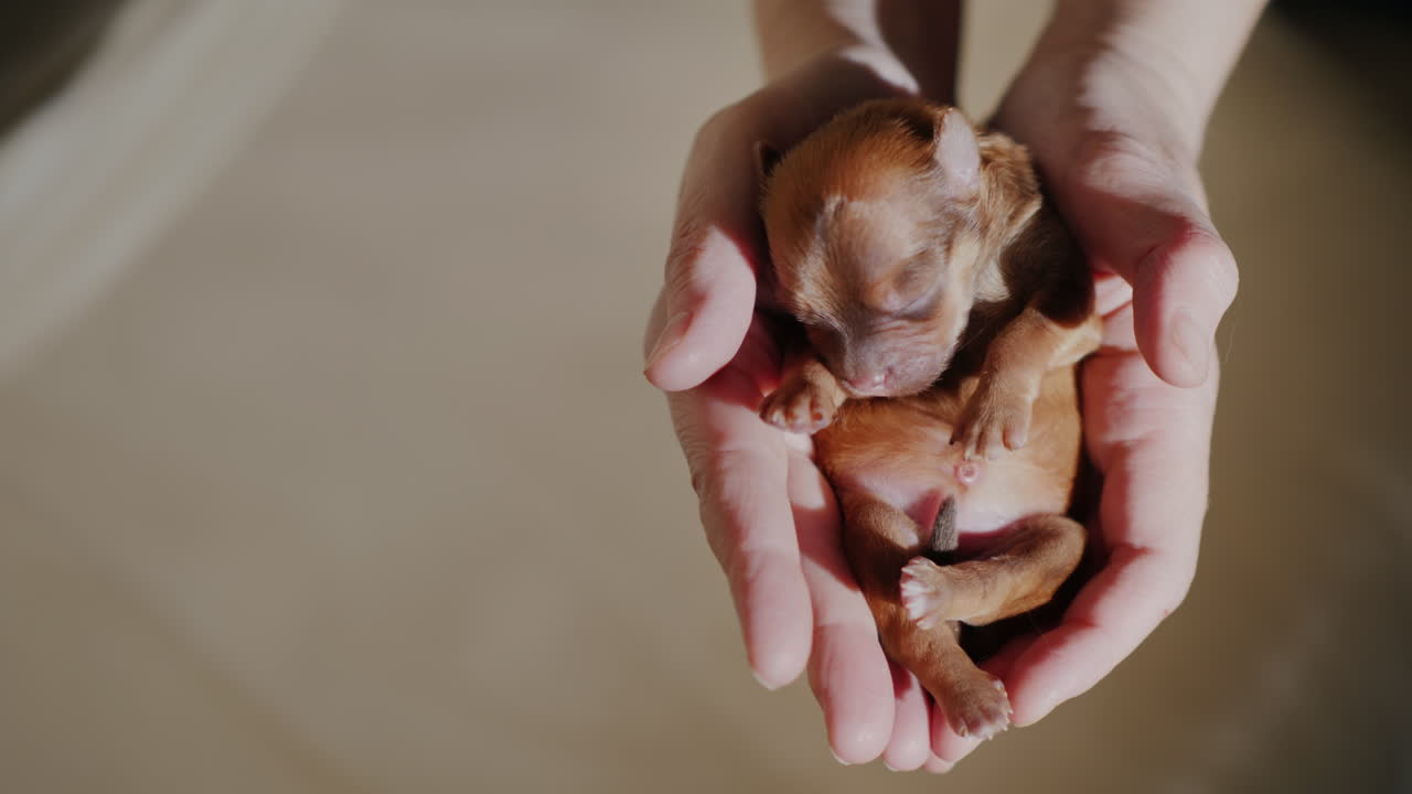 un hombre sostiene un cachorro recién nacido en la palma de su mano 01
