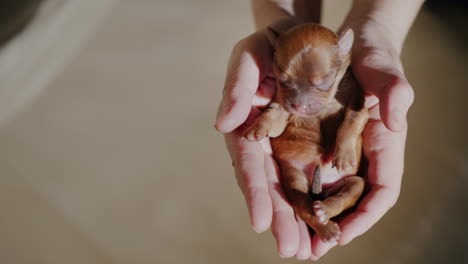 Un-Hombre-Sostiene-Un-Cachorro-Recién-Nacido-En-La-Palma-De-Su-Mano-01