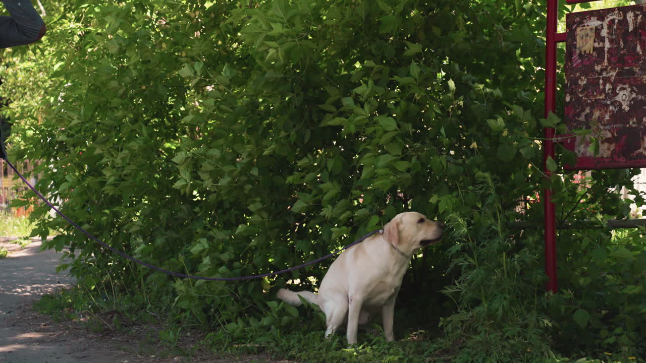 Un labrador en cuclillas detrás de un arbusto cerca de una señal oxidada en una acera urbana, follaje verde aislado, momento espontáneo de una mascota aliviándose, comportamiento natural capturado, ambiente tranquilo al mediodía.