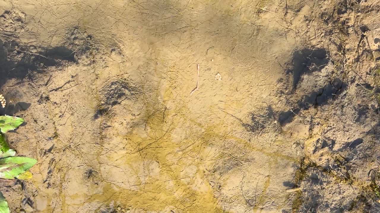 serpiente de gusano pequeña escena de cerca de la vida silvestre en la naturaleza moviéndose sacudiendo en el pequeño estanque de la piscina en las tierras altas del bosque de irán entorno de montaña ningún peligro para la salud la seguridad y la actividad al aire libre