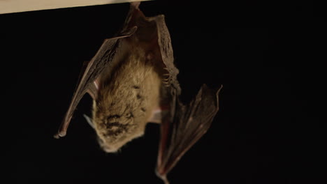 a brown bat isolated on black background