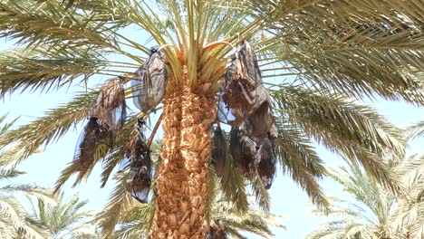 mazafati-dates-palm-trees-bunch-covered-by-net,-orbit-shot