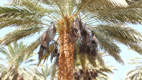 mazafati-dates-palm-trees-bunch-covered-by-net,-orbit-shot