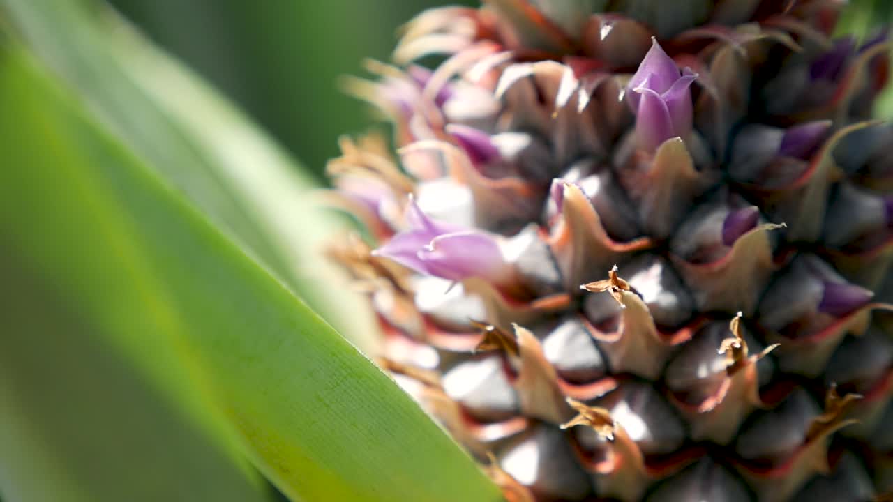 파인애플 꽃은 12-35 f2로 gh5에 니다.