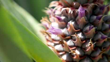 pineapple flower
shot on gh5 with 12-35 f2