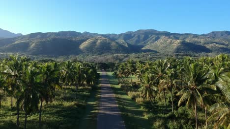 rising drone shot of hawaii mountain range with palms alongside a straight drive dirt road and clear blue sky and a hawaiian afternoon light