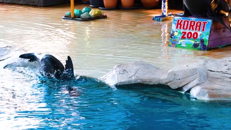 sea lion performs with hoops at korat zoo