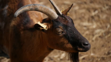 close up of a cute goat chewing herbs