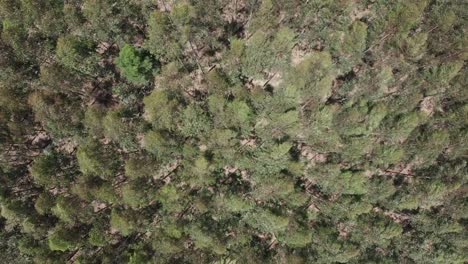 Ein-Faszinierendes-Luftvideo-Zeigt-Bäume,-Die-Im-Wind-Wehen