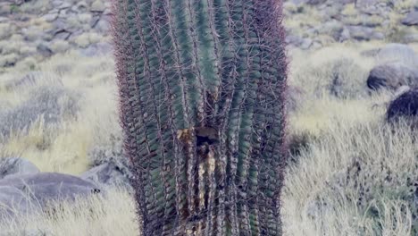 primer plano cinematográfico de un cactus saguaro solitario en el cañón de las palmas en el sur de california
