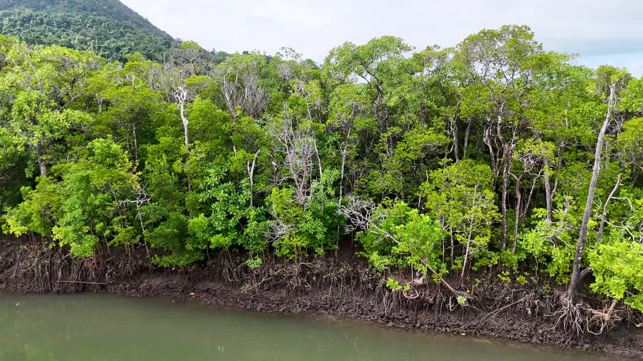 Drone glides above lush mangrove forest edge, bright daylight, steady camera, tranquil natural setting