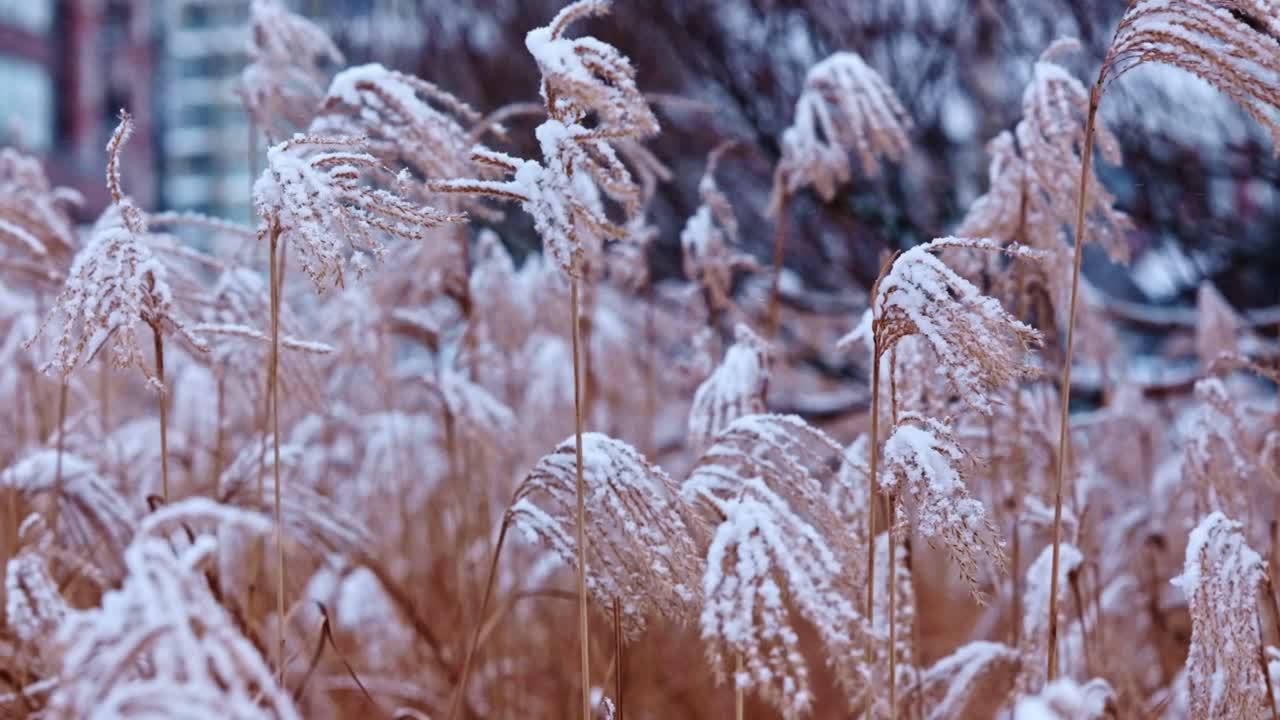 Erba alta coperta di neve fresca che ondeggia dolcemente al vento a Bremerhaven, Germania