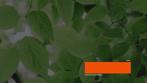 green leaves