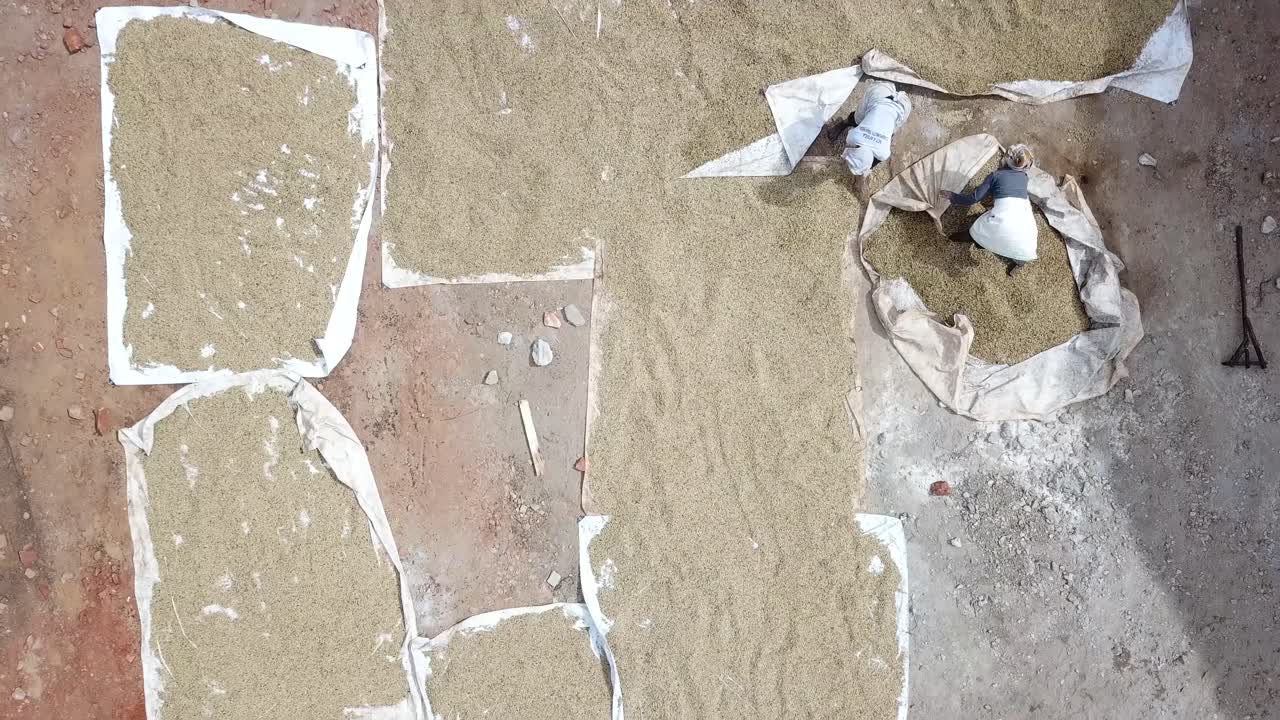 아프리카 우간다 의 카세세 에서 수확 후 커피 콩 을 건조 하는 노동자 들 의 공중 근접 사진