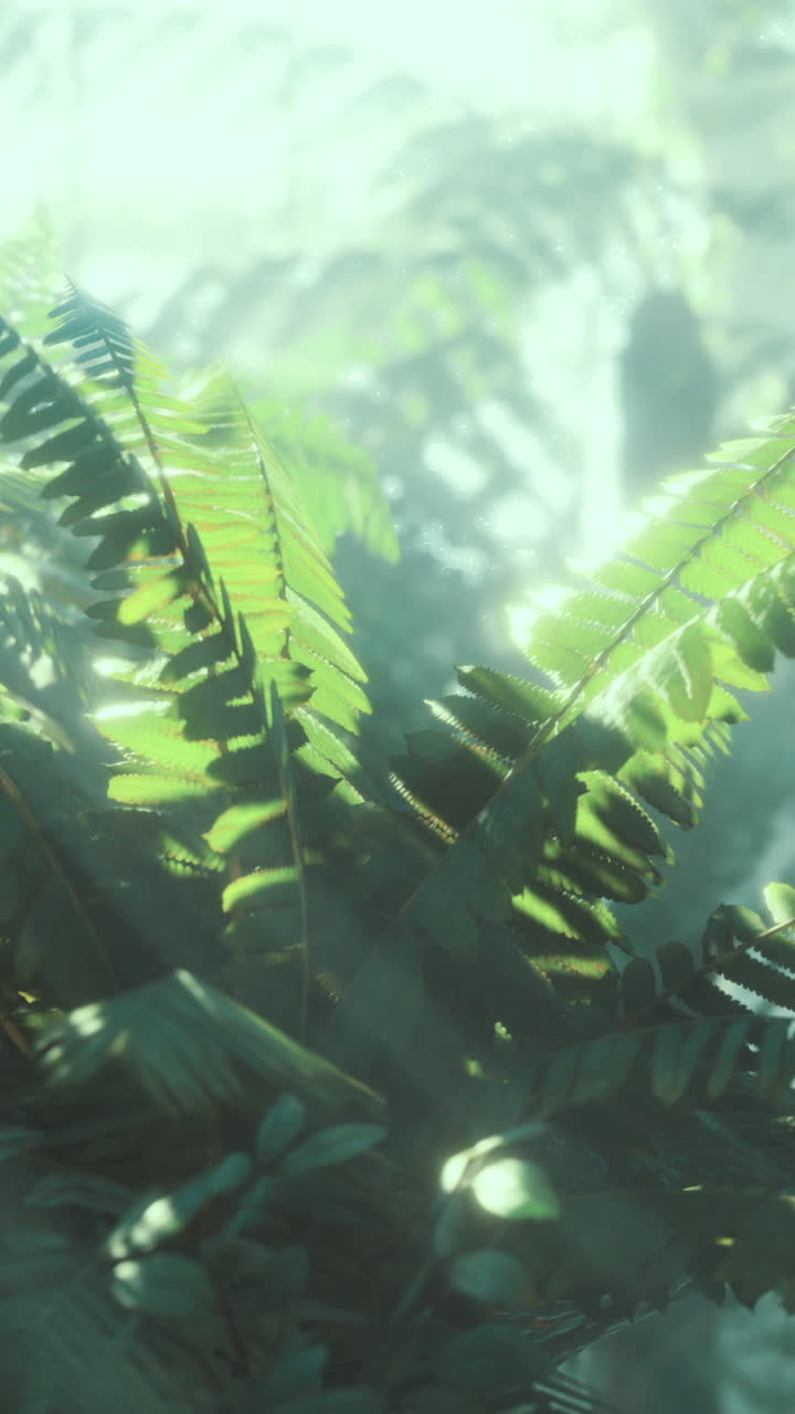 Ferns bask in sunlight in a serene tranquil forest