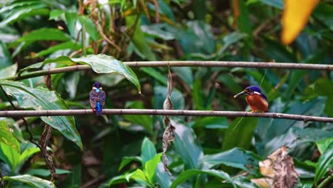 un primer plano de las aves pescadoras de orejas azules en el bosque