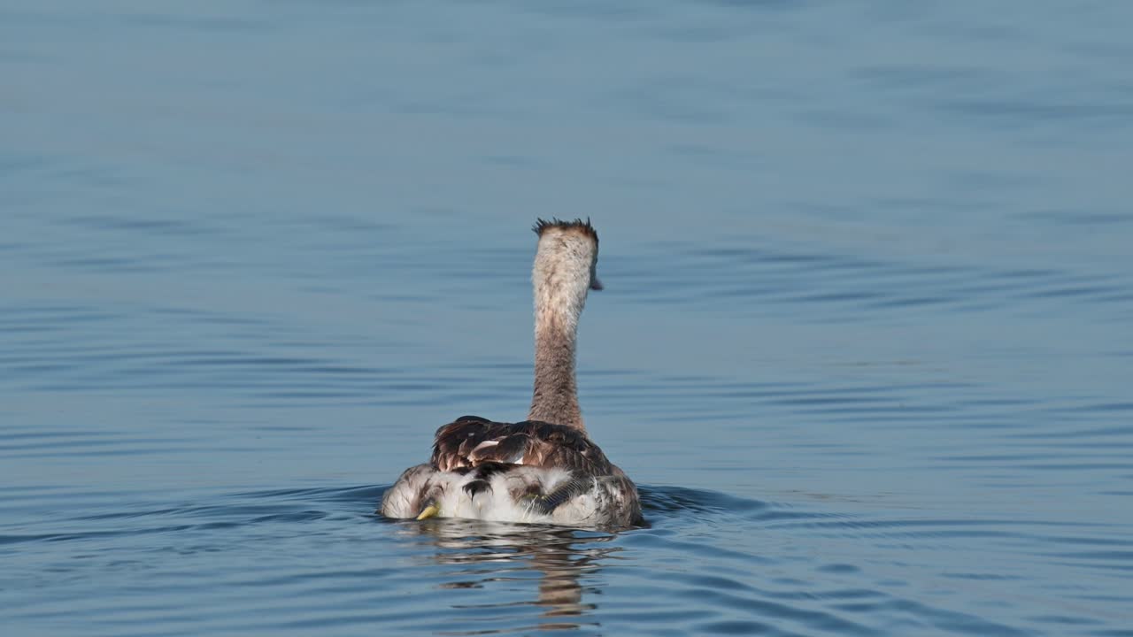 great crested grebe podiceps cristatus 물이 파란색, bueng boraphet 호수, nakhon sawan, 태국처럼 호수에서 움직이는 주위를 둘러 보면서 오른쪽으로가는 것을 본