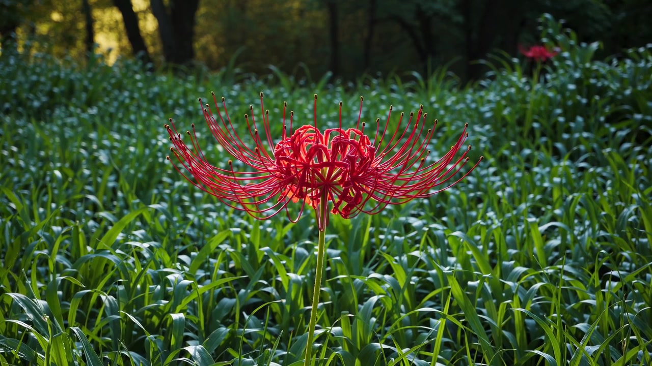 En enkelt rød edderkoppelilje i blomst på en frodig grøn mark