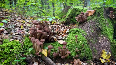 honey fungus called hribi in romanian growing from a tree root